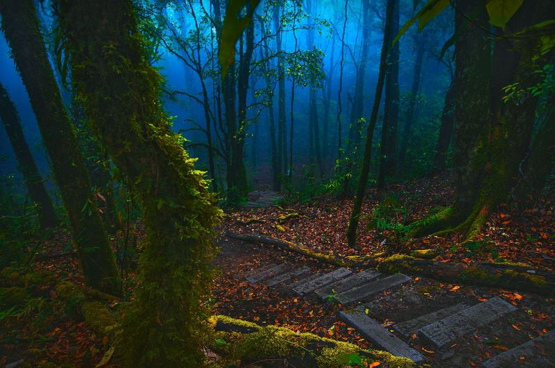 sinar matahari, hutan, alam, fotografi, hijau, gurun sinar matahari, hutan, alam, fotografi, hijau, gurun