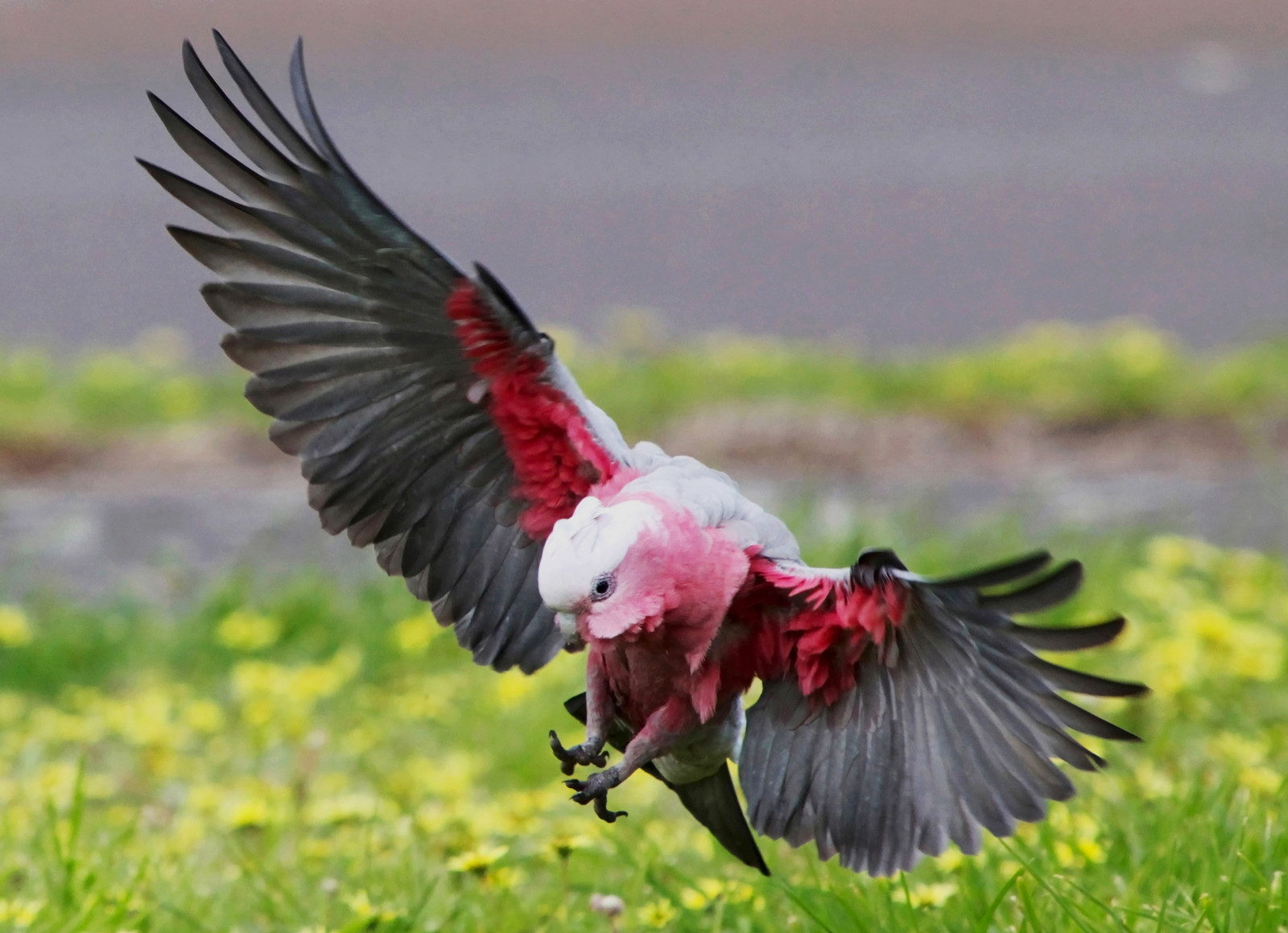 pták, fauna, zobák, Volně žijících živočichů, křídlo, sup, ekoregion, Pírko