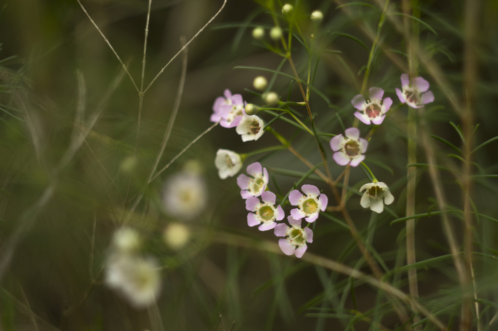 podzim, květiny, zahrada, Příroda, Kánon, bokeh, růžový, ruština, jaro, Austrálie, květinový, rodák, Victoria, australský, Melbourne, 2016, UMĚNÍ, hloubka pole, podzim, květ, umělecký, rostlina, venkovní, flóra, dof, botanický, Botanická zahrada, 58mm, f2, M42, 60d, manuál, Ruč, divoká rostlina, smět, kvetoucí rostlina, keř, vintagelens, Helios, Balwyn, maranoa, maranoagardens, helios442, Myrtaceae, Kultivaru, Australiannativeplant, Geraldton wax, Chamelaucium, Lilacspring, phlox family