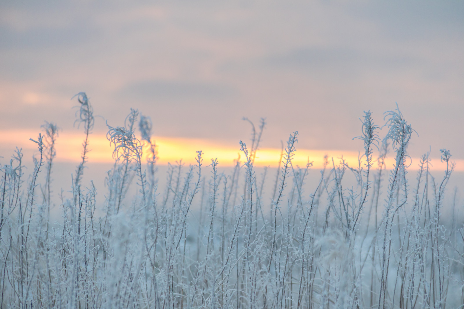 sollys, solnedgang, natur, afspejling, græs, himmel, sne, vinter, afdeling, solopgang, is, kold, aften, morgen, tåge, frost, horisont, skumring, rime, Fryser, Sky, træ, bjerg, vejr, daggry, sæson, vinter, Kallt, Skateholm, rimfrost, prærie, atmosfærisk fænomen, græs familie