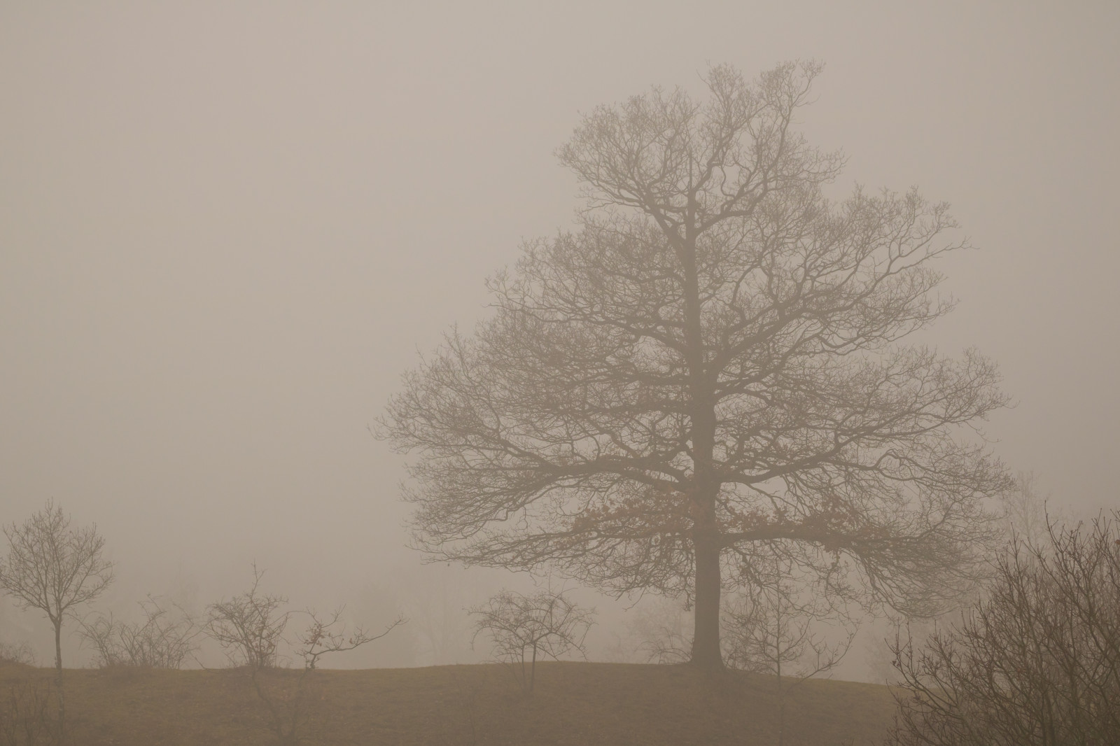 la neve, inverno, ramo, mattina, nebbia, brina, Congelamento, foschia, albero, nebbia, tempo metereologico, pianta, stagione, tr d, Dimma, Dalby, knivs sen, bufera di neve, fenomeno atmosferico, pianta legnosa