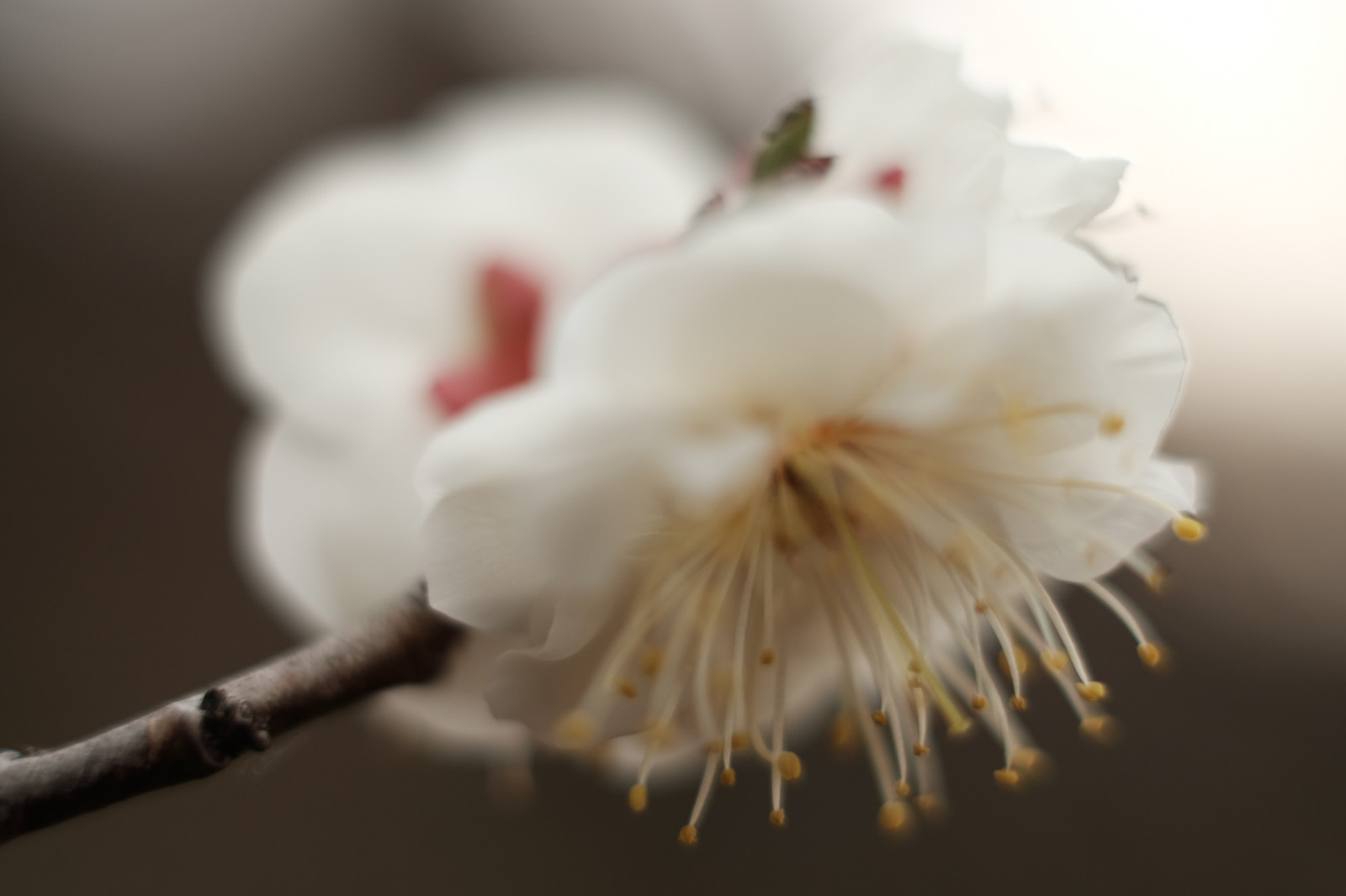 hvid, fotografering, afdeling, blomst, forår, Tokyo, Fujifilm, blomst, plante, håndflade, flora, kronblad, Fujinon, ikegamibaien, xf35mmf14r, classicchrome, x, xf35mm, xt1, mcex, mcex11, botanik, jord plante, blomstrende plante, tæt på, makrofotografering, stængelplante