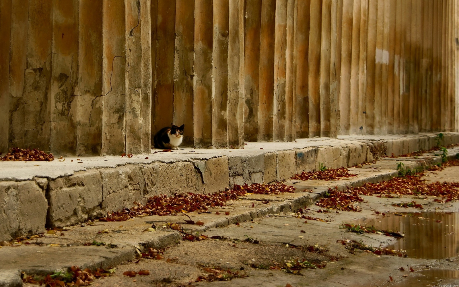 chrám, podzim, kočka, ulice, voda, Skála, odraz, sníh, zima, stěna, dřevo, zřícenina, podzim, počasí, bez domova, sedět, dávná historie
