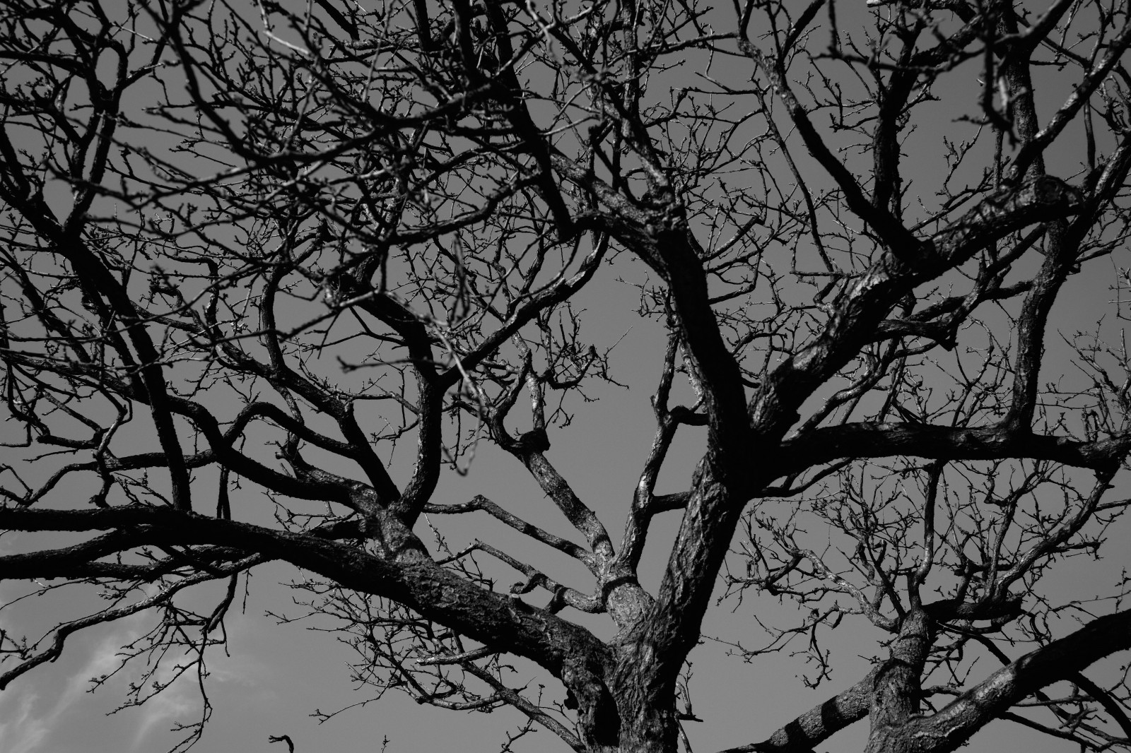 Černá, černobílý, sníh, zima, větev, Leica, Tokio, M, strom, list, rostlina, tělesné, tma, ikegamibaien, Ikegami, Summicron, summicron1235mm, type240, větvička, atmosférický jev, Černý a bílý, monochromatické fotografování, dřevina