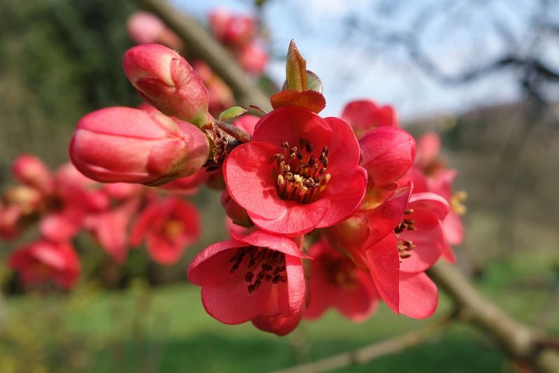 jaro, květ, květ, flóra, růžový, rostlina