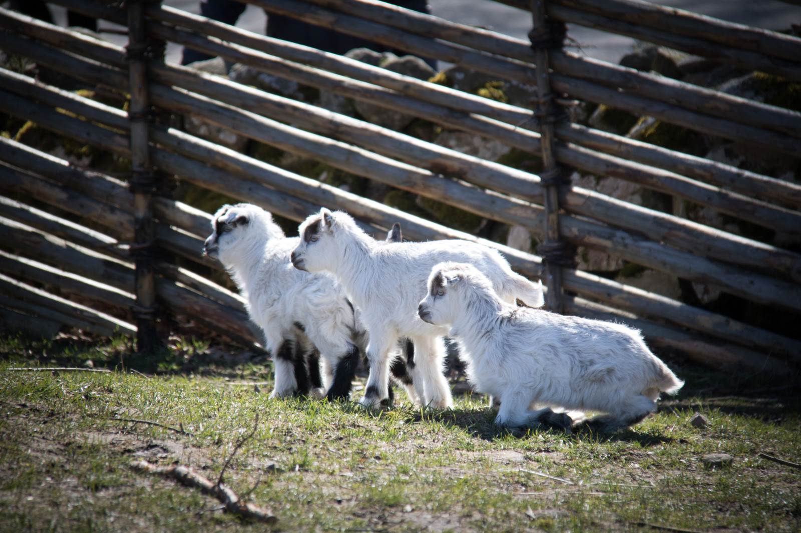 Bauernhof, Zoo, Ziegen, Schaf, Tier, Djur, Kind, Weide, Ziege, Exif Modell canoneos760d, Geocountry, Kamera macht canon, Geocity, Kameramodell canoneos760d, Geostate, Geolocation, Exif linse efs18200mmf3556is, Exiföffnung 56, Exif machen canon, Exif isospeed 125, Exif focallength 175mm, Djurpark, Sk nesdjurpark, Tötung, Herde, Fauna, Säugetier, Schafe, Wirbeltier, Weiden