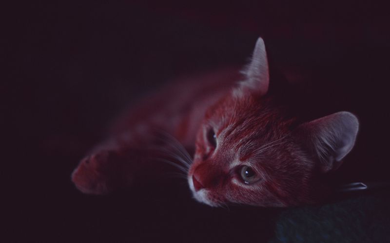 Katze, Whiskers, Lüge, rot, Schatten, Kätzchen Katze, Whiskers, Lüge, rot, Schatten, Kätzchen