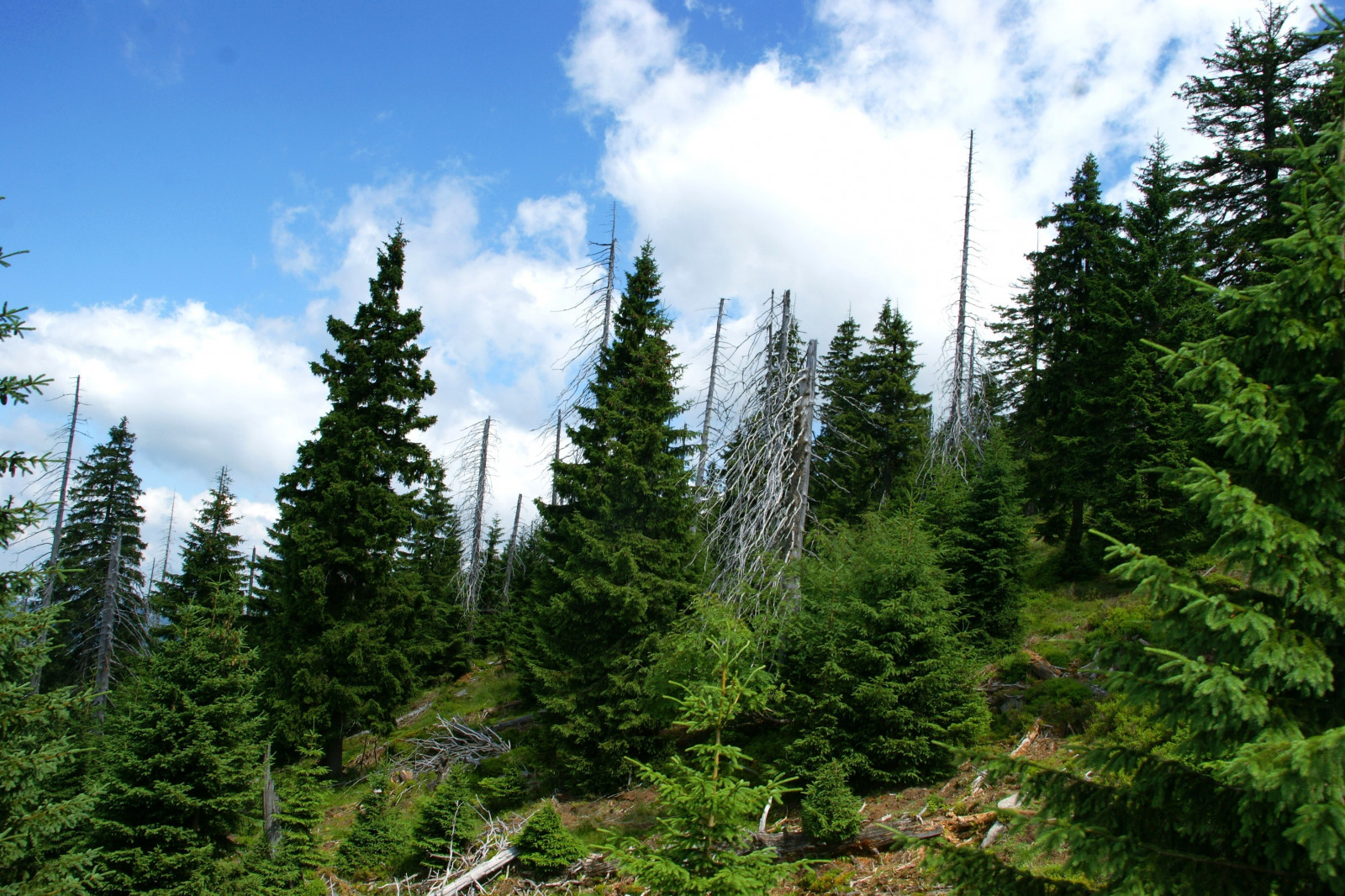 krajina, les, Příroda, smrk, národní park, Polsko, divočina, jedle, deštný prales, jehličnatý strom, hřbet, strom, hora, rostlina, stezka, vegetace, louka, zálesí, místo výskytu, přírodní prostředí, suchozemská rostlina, dřevina, horských reliéf, geografický rys, ekosystém, mírné jehličnatý les, biome, pohoří, prales, smíšený les, modřín, borovice rodina, 3408x2272 px