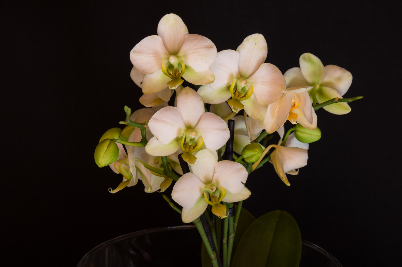 žlutý, květ, květ, rostlina, orchidej, flóra, Blomma, ORKIDE, okvětní lístek, botanika, suchozemská rostlina, kvetoucí rostlina, makro fotografie, můra orchidej, floristika, dendrobium, kytice, aranžování květin, květinový vzor