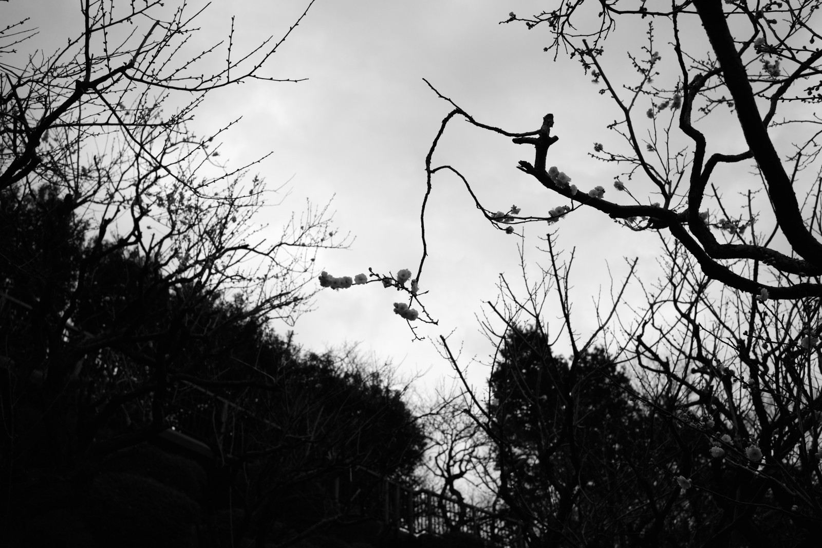 slunečnímu záření, Černá, černobílý, Příroda, tráva, nebe, silueta, větev, ráno, Leica, Tokio, M, mrak, strom, list, rostlina, tělesné, čára, tma, ikegamibaien, Ikegami, Summicron, summicron1235mm, type240, atmosférický jev, Černý a bílý, monochromatické fotografování, dřevina