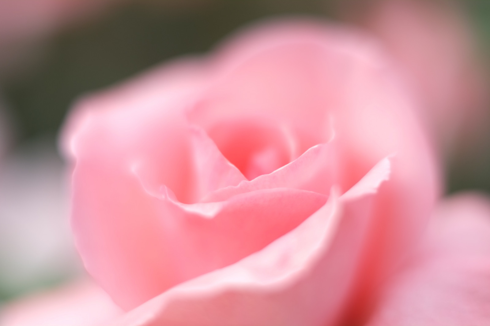 Červené, fotografování, růže, květ, růžový, Tokio, Fujifilm, květ, rostlina, okvětní lístek, Fujinon, Shinjuku, xpro1, xf, xf35mmf14r, x, shinjukugyoen, xf35mm, mcex, mcex11, suchozemská rostlina, kvetoucí rostlina, zblízka, makro fotografie, závod stonek, zahradní růže, růže rodina