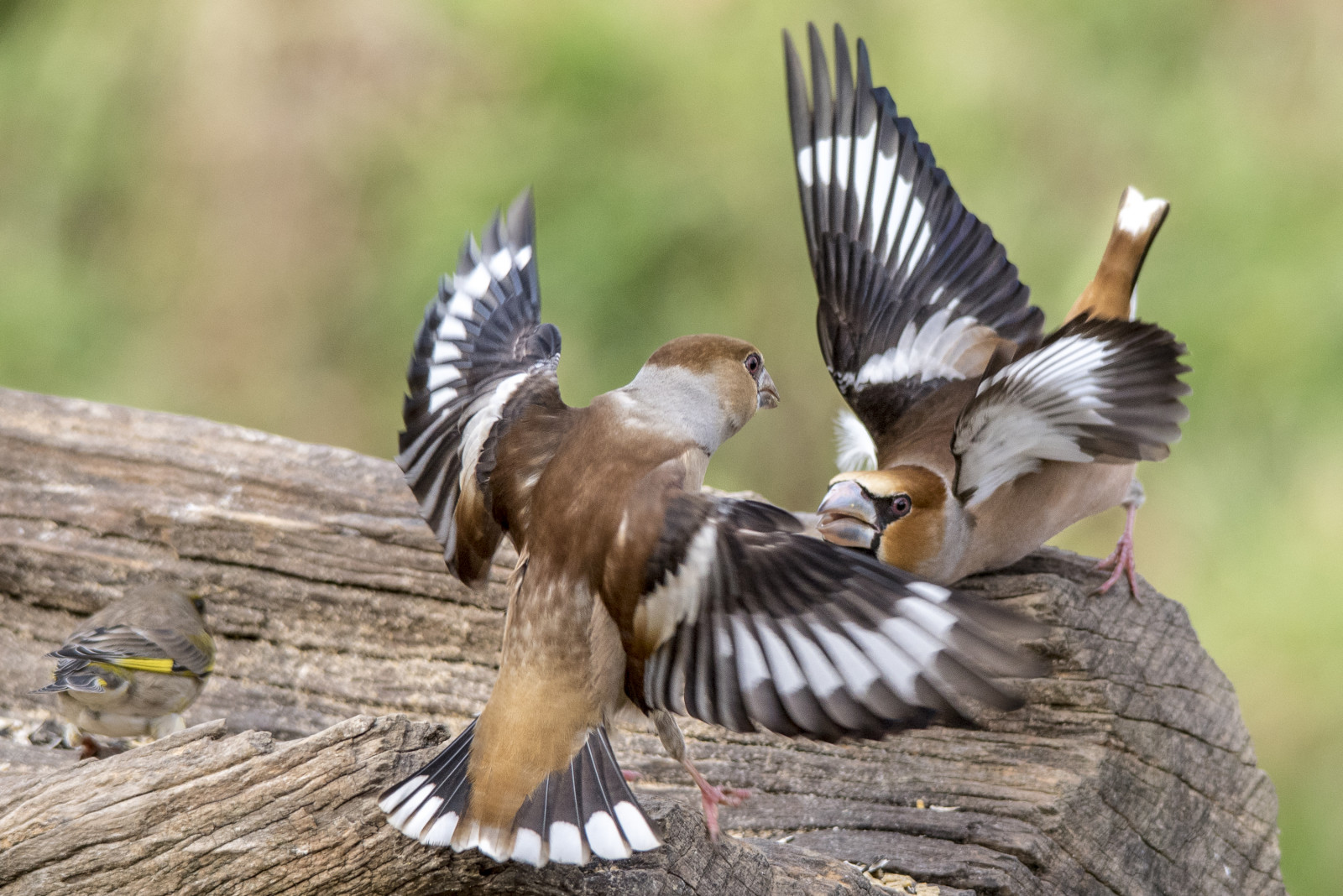 Fly Fighting Wallpaper : bird, nature, Fly, action, battle, birdwatching ...
