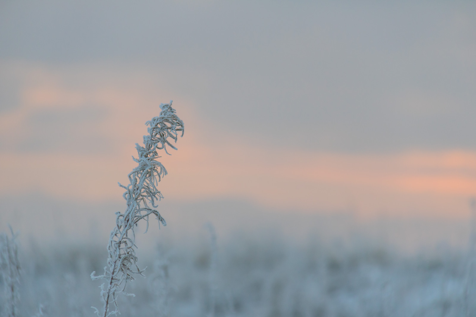 slunečnímu záření, západ slunce, Příroda, tráva, nebe, zima, pole, svítání, Studený, ráno, mlha, mráz, vítr, horizont, Jinovatka, zmrazení, mrak, mlha, počasí, svítání, sezóna, Vinter, kallt, skateholm, rimfrost, prérie, atmosférický jev, Atmosféra Země, tráva rodina