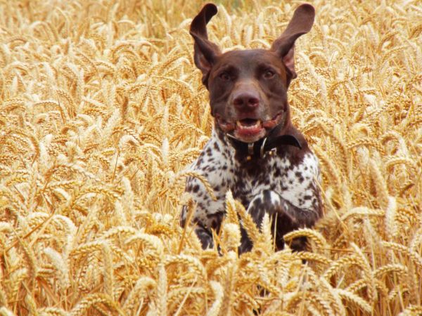 wild,dog,brown,white,dogs,field
