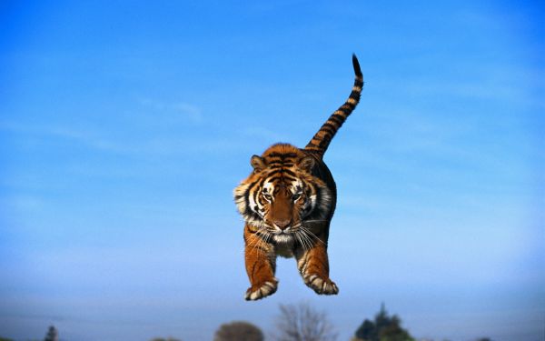 tiger,giraffe,predator,fauna,mammal,vertebrate
