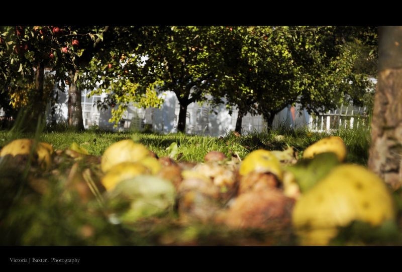 fruit,Nikon,Nikkor,Wormseyeview,verger de pommiers