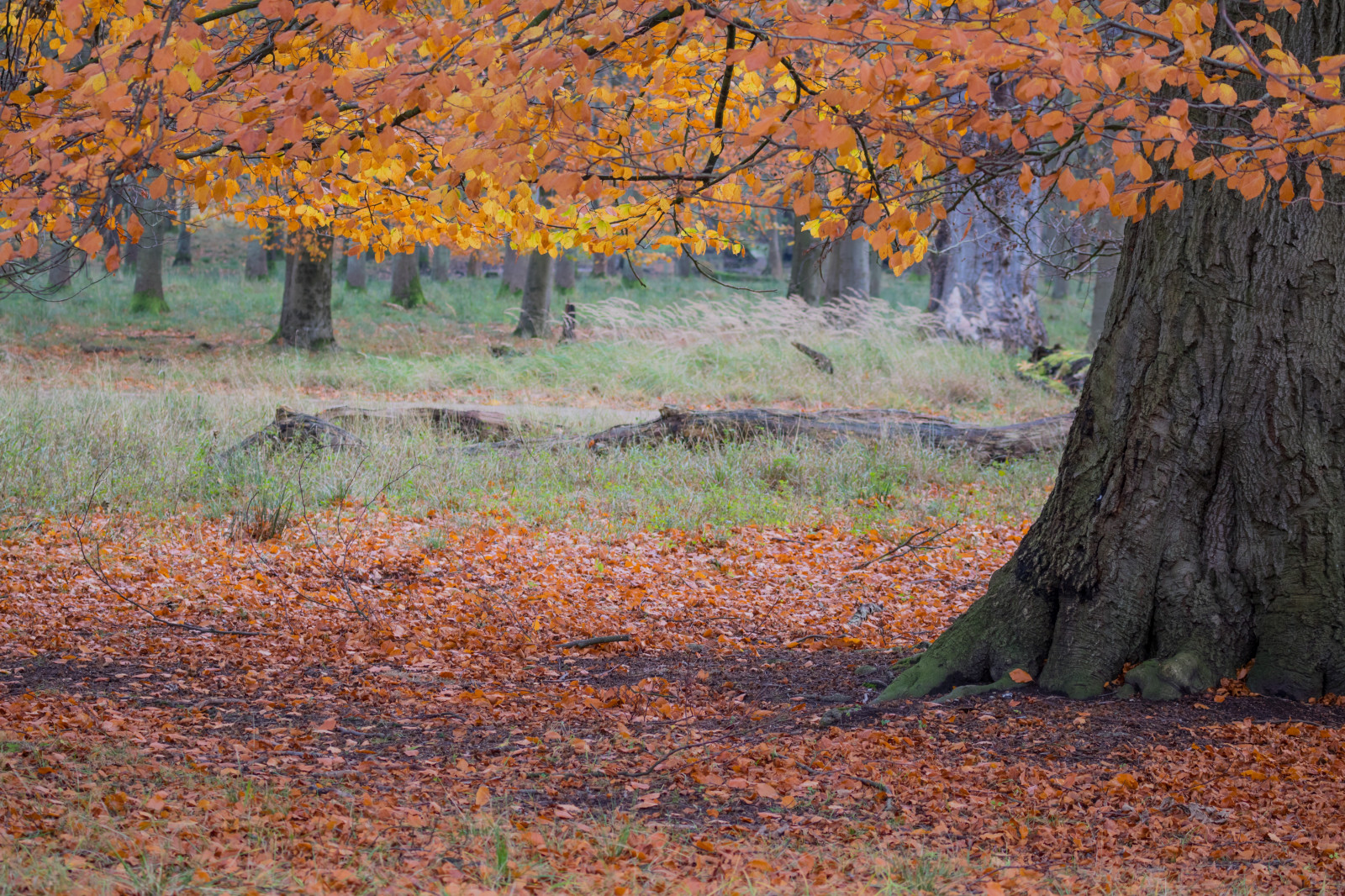 ป่า, จอด, สาขา, เดนมาร์ก, ต้นไม้, ฤดูใบไม้ร่วง, ใบไม้, ดอกไม้, ปลูก, ฤดู, ป่า, Danmark, กระโดด, exif model canoneos760d, ประเทศธรณีวิทยา, กล้องทำให้ Canon, geocity, กล้องรุ่น canoneos760d, exif isospeed 250, geostate, ตำแหน่งทางภูมิศาสตร์, exif ทำให้ canon, รูรับแสง exif 40, exif เลนส์ ef70300mmf456lisusm, directorhaven, j gersborg, j gersborgdyrehave, ความยาวคลื่น exif 72mm, ป่าไม้, ไม้ยืนต้น, ระบบนิเวศ, ผลัดใบ