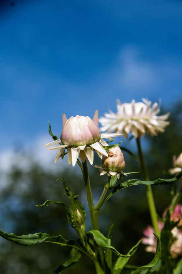 nature,blossom,flower,plant,flora,blomma