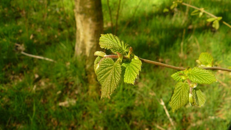 natur,planter,afdeling,grøn,dyreliv,træ