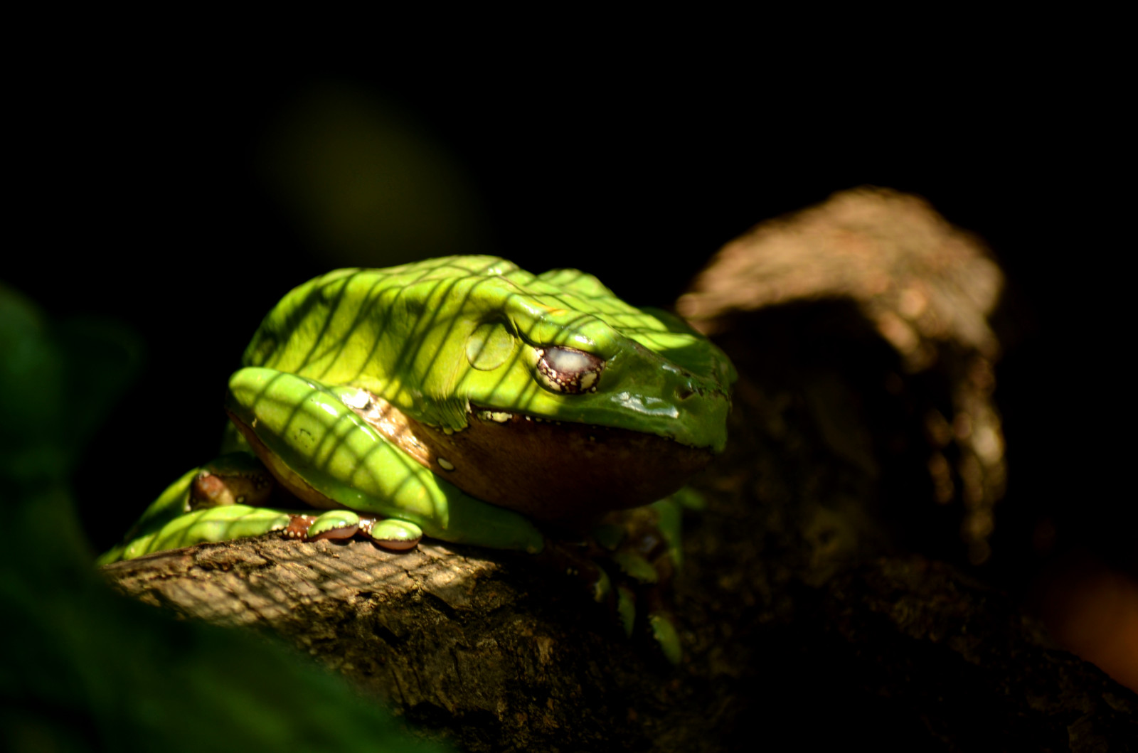 grøn, dyr, Zoo, Nikon, ast, Forrest, Stuttgart, frø, søvnig, Grun, NIKKOR, wald, Frosch, Schatten, tier, Wilhelma, amphibien, Schl frig, 55300, D5100