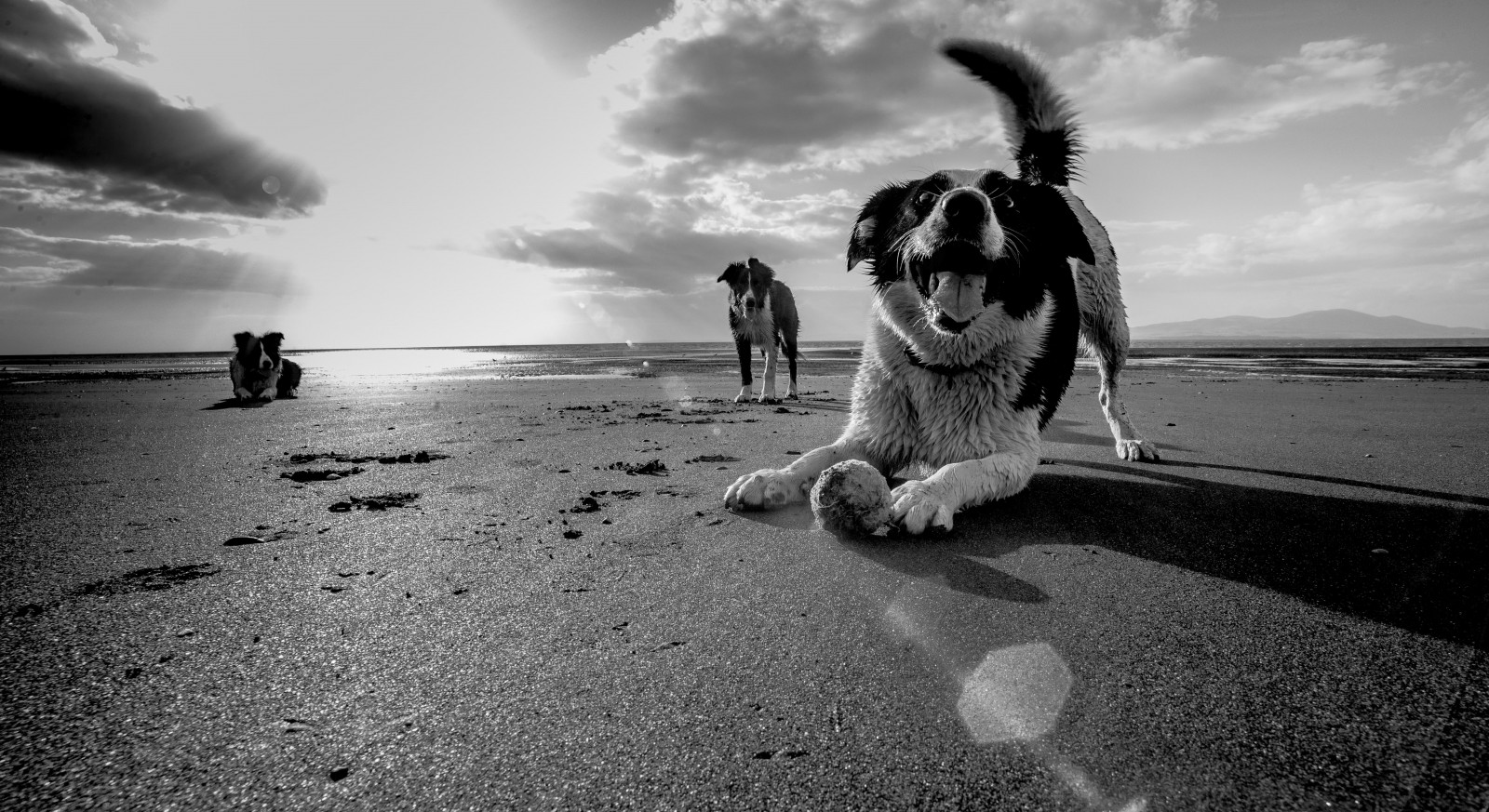 Wallpaper dog, beach, dogs, ball, fun, collie, border, goon