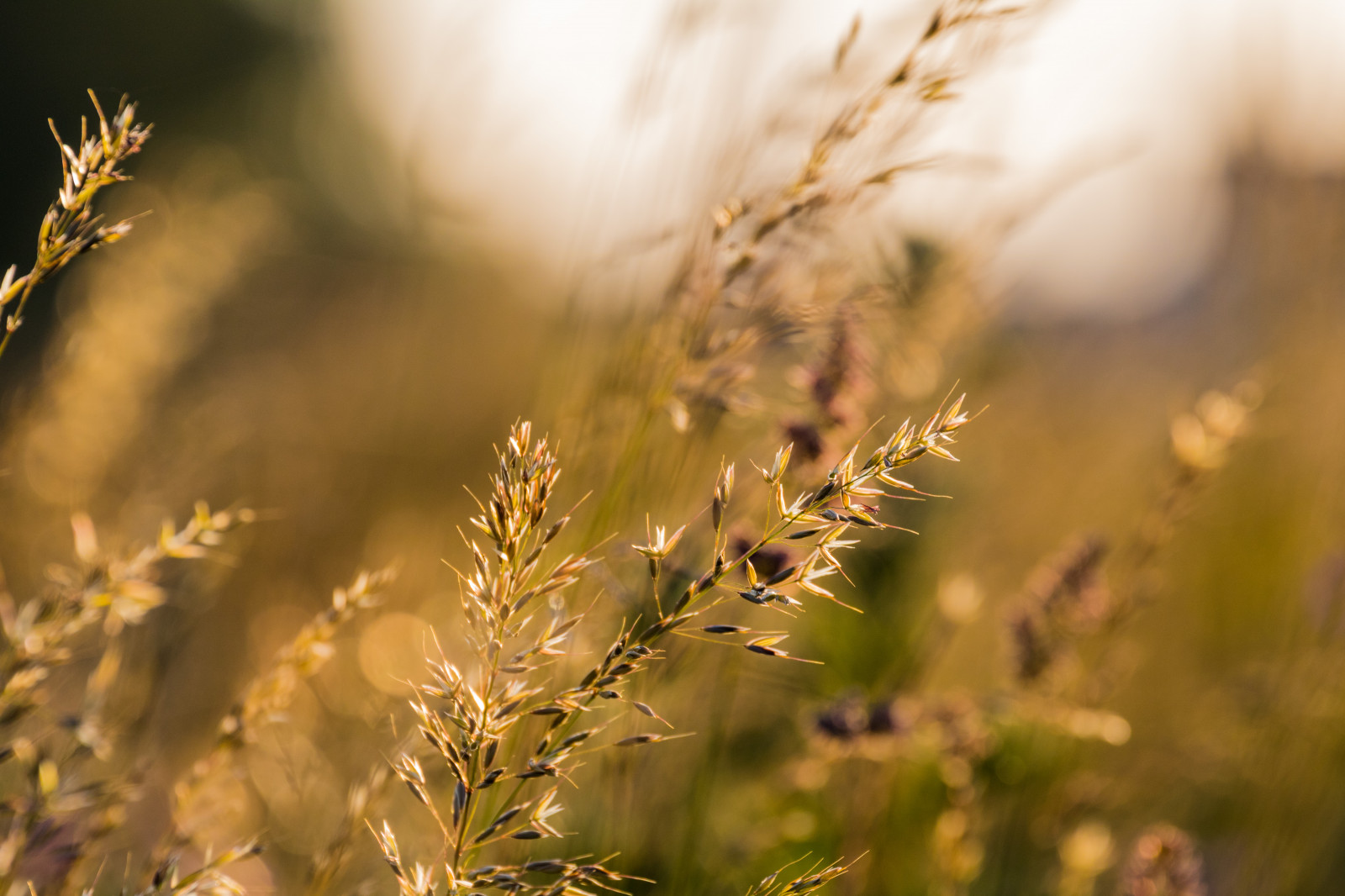แสงแดด, อาหาร, พระอาทิตย์ตก, ธรรมชาติ, หญ้า, ฟิลด์, การถ่ายภาพ, สาขา, เช้า, เบา, ต้นไม้, ฤดูใบไม้ร่วง, ใบไม้, ดอกไม้, ปลูก, ฤดู, goldenhour, พืช, solnedg ng, ljus, v xt, gr s, exif model canoneos760d, ประเทศธรณีวิทยา, กล้องทำให้ Canon, geocity, กล้องรุ่น canoneos760d, geostate, ตำแหน่งทางภูมิศาสตร์, exif ทำให้ canon, รูรับแสง exif 71, exif isospeed 200, exif เลนส์ ef70300mmf456lisusm, gyllenetimmen, exif focallength 300mm, ทุ่งหญ้า, ดอกไม้ป่า, ทุ่งหญ้า, โรงงานที่ดิน, พืชดอก, ใกล้ชิด, การถ่ายภาพมาโคร, ครอบครัวหญ้า