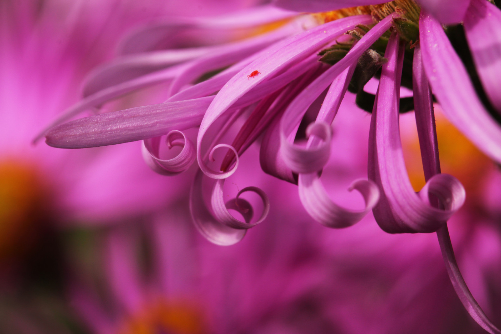 Wallpaper red, purple, violet, pollen, blossom, pink, lilac, crimson