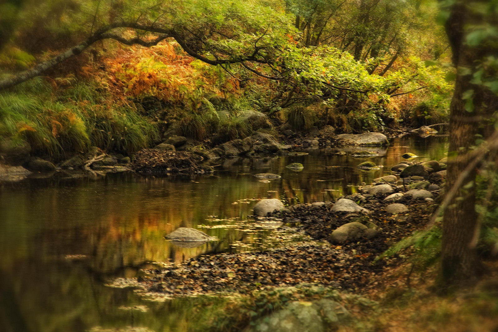 voda, Příroda, vegetace, odraz, proud, přírodní rezervace, divočina, ekosystém, list, zálesí, zátoka, les, strom, prales, vodní tok, podzim, banka, krajina, opadavý, řeka, mech, biome, riparian zone, Skála, non vaskulární suchozemská rostlina, deštný prales, smíšený les, džungle, větev, rostlina, tráva, rybník, arroyo, lužní les, národní park, mokřadní