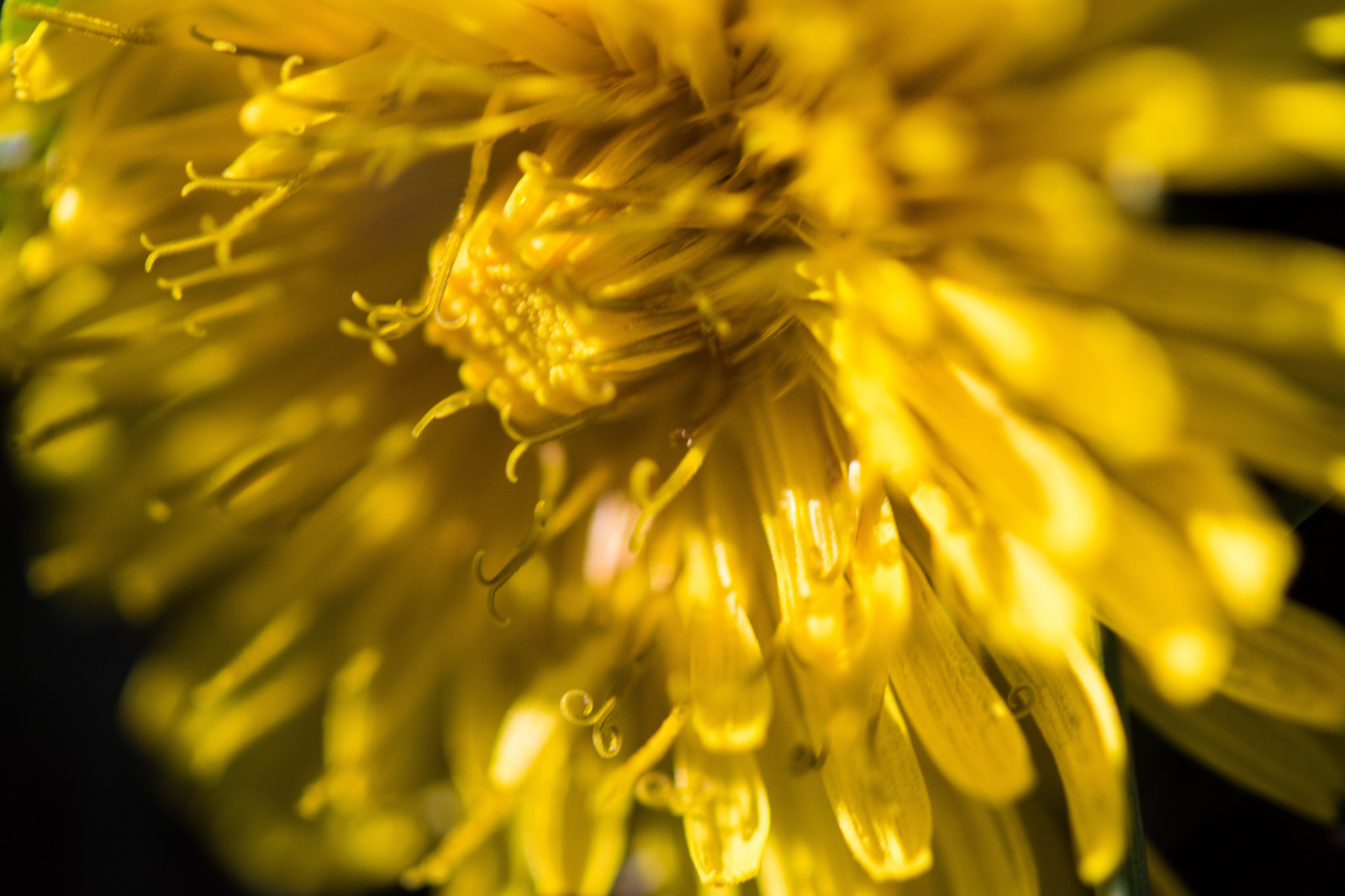 Wallpaper flower, macro, nature, yellow, outside, outdoors, spring