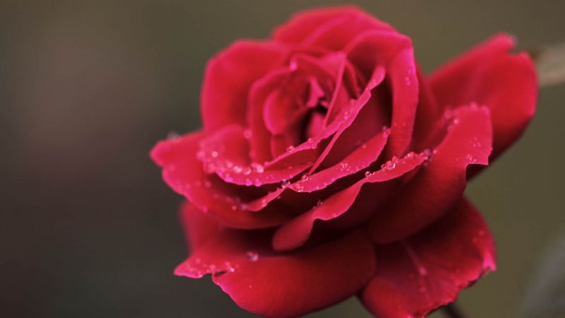 Červené, fotografování, Lístky, růže, růžový, květ Červené, fotografování, Lístky, růže, růžový, květ