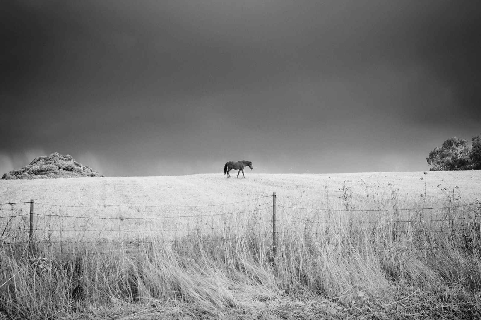 sardegna, Itálie, kůň, pole, Nikon, osamělost, sólo, campo, cavallo, nikond3, Nikkor2470