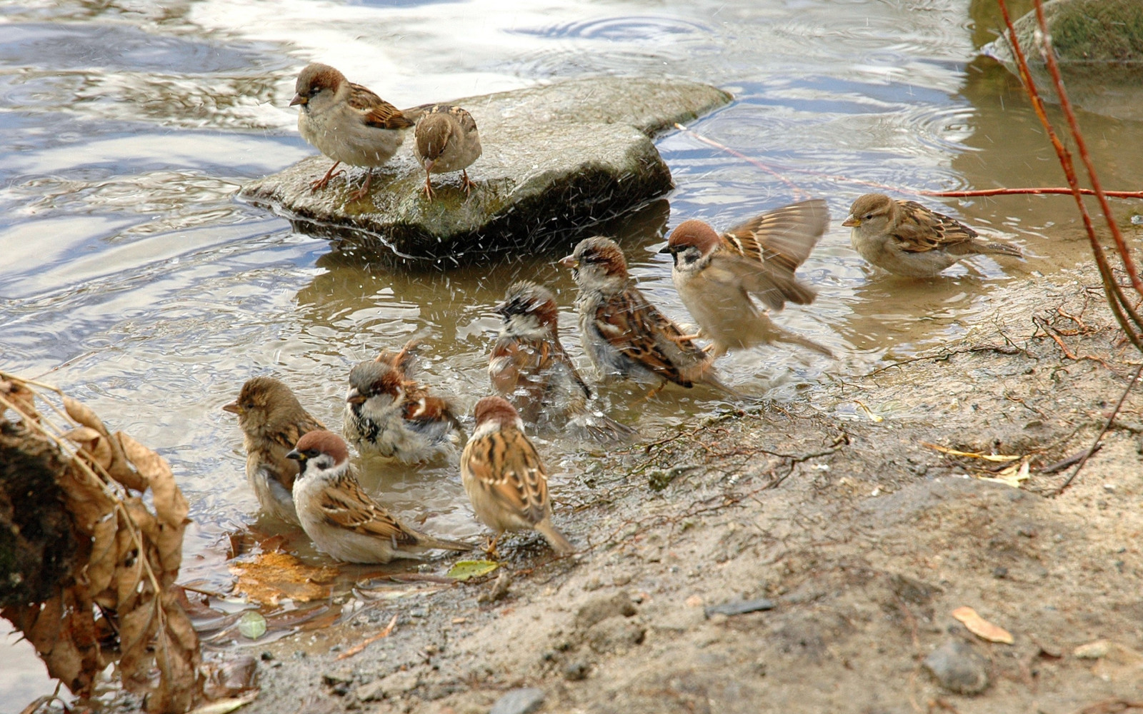 Fond d'écran des oiseaux, rivière, faune, canard, Oiseaux aquatiques, oiseau d'eau, Canards