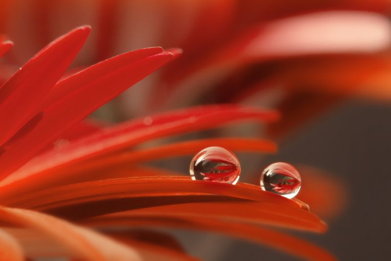 pink, blue, plant, flower, macro, reflection pink, blue, plant, flower, macro, reflection