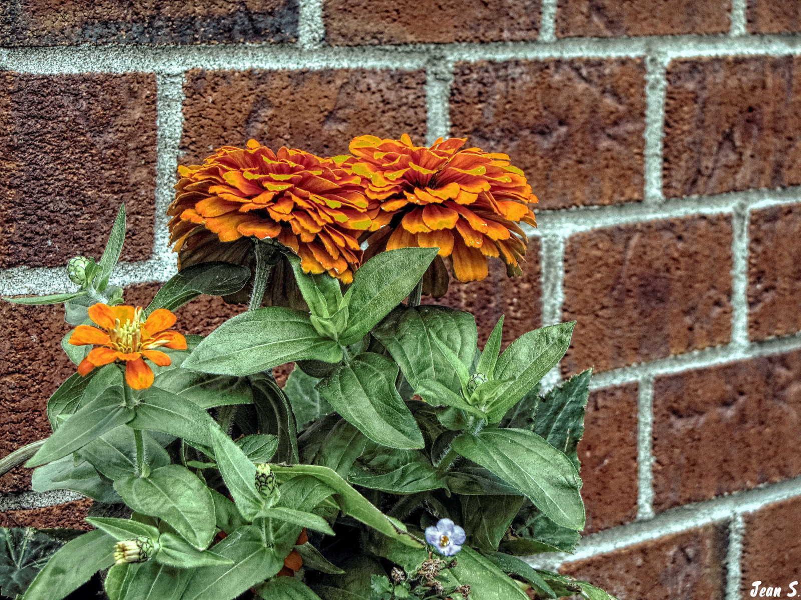 Wallpaper flowers, light, red, summer, orange, Brick, green, wall