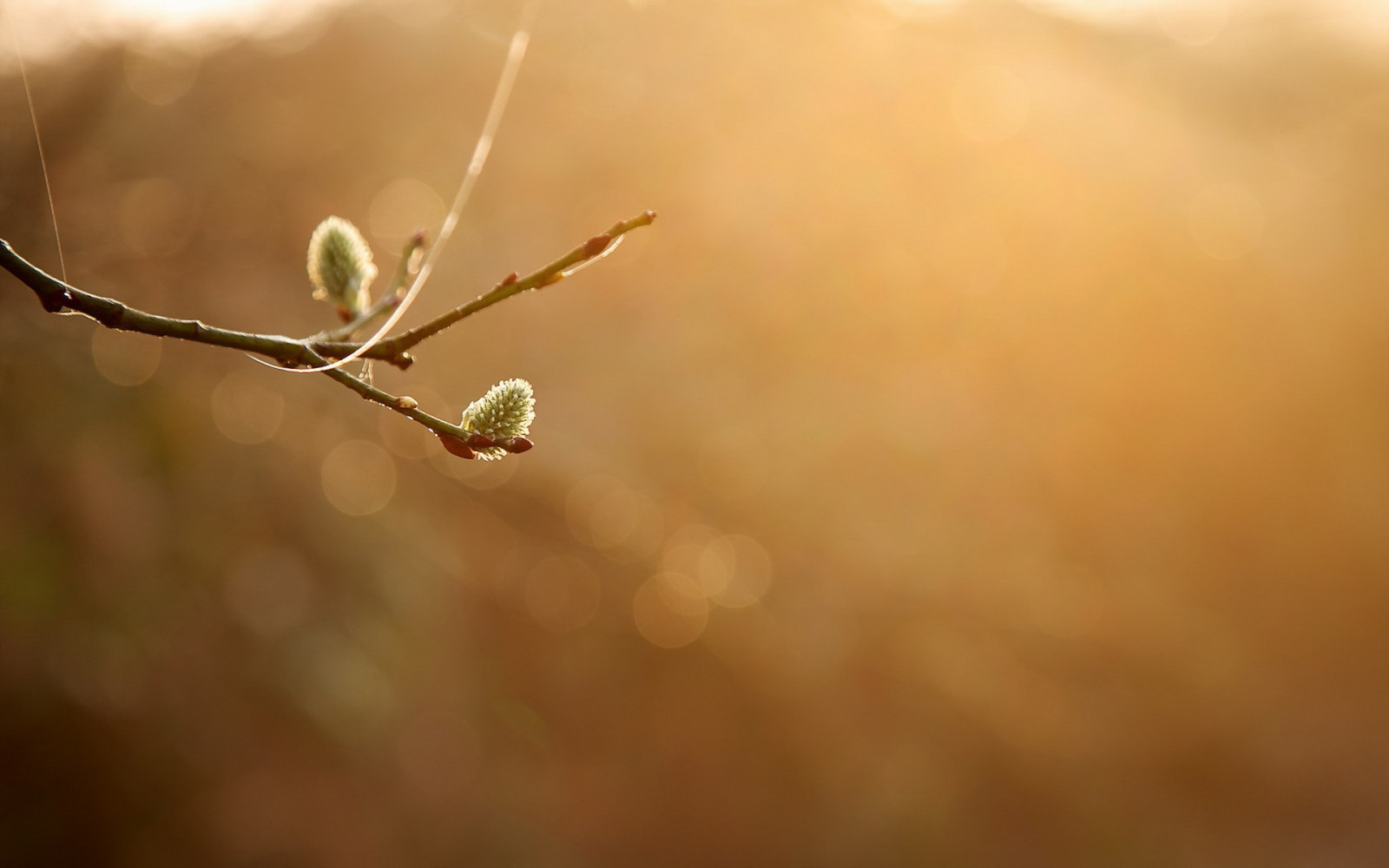 Wallpaper : 1920x1200 px, bokeh, nature, plants, simple background