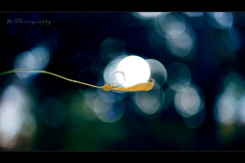 l'automne,Soleil,tomber,ballon,Bokeh,ping pong