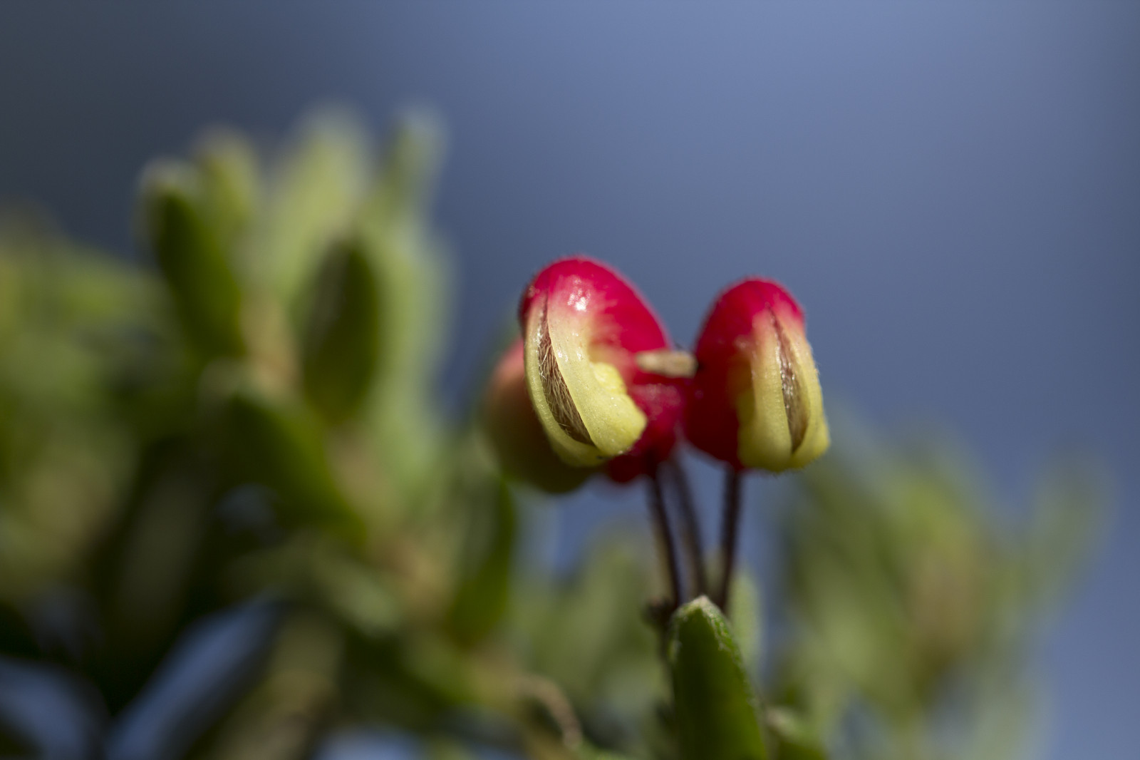 podzim, zahrada, Příroda, nebe, Kánon, květ, 2015, jaro, Austrálie, rodák, Victoria, australský, Melbourne, duben, podzim, květ, rostlina, flóra, pupen, Botanická zahrada, okvětní lístek, eos, 60d, 100mm, divoká rostlina, počítač tapeta, zblízka, makro fotografie, závod stonek, botanické, macrolens, dandenongs, dandenongranges, Kalorama, Karwarra, Karwarraaustralianplantgarden
