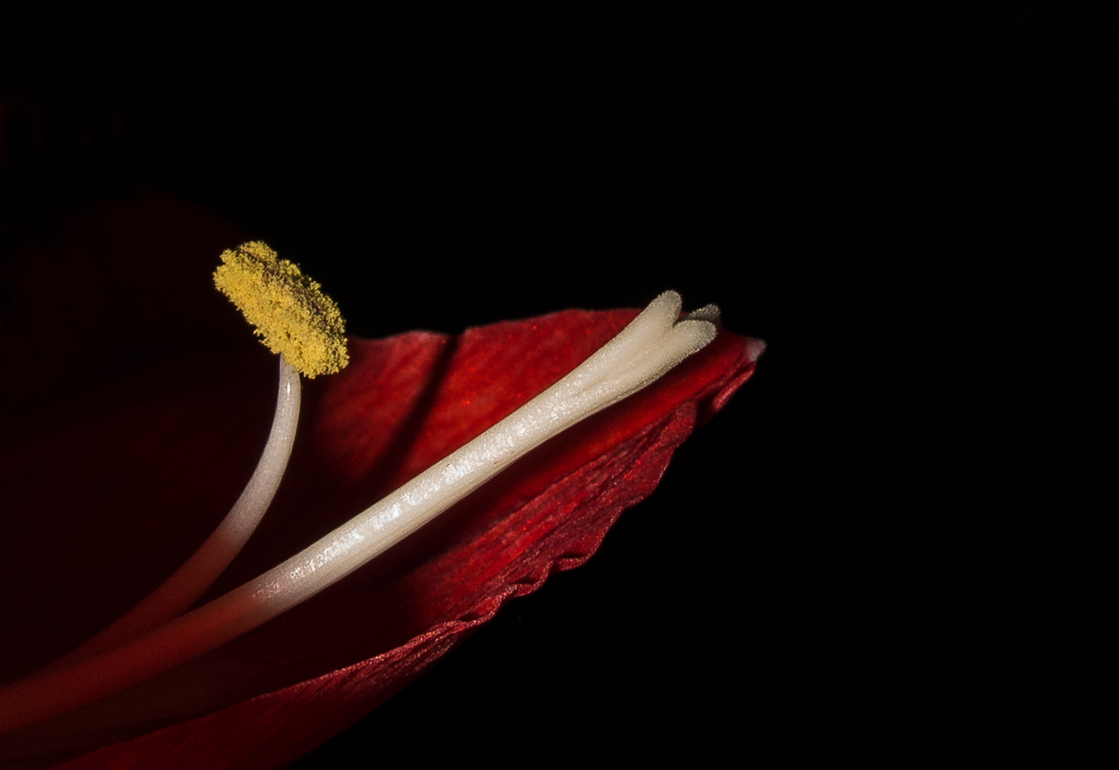 květiny, Červené, Černá, květ, makro, blackbackground, Lístky, pestík, amarylis, pyl, výdrž