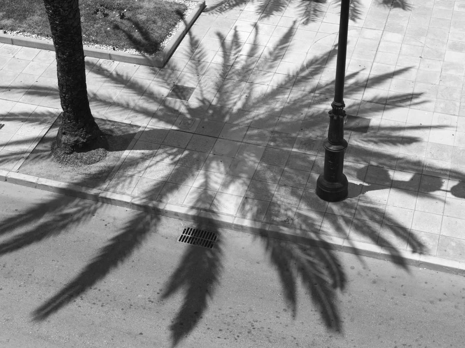 ulice, Černý a bílý, tělesné, blancoynegro, calle, Huelva, koťata, dlaň, Palmera, Lapalmadelcondado