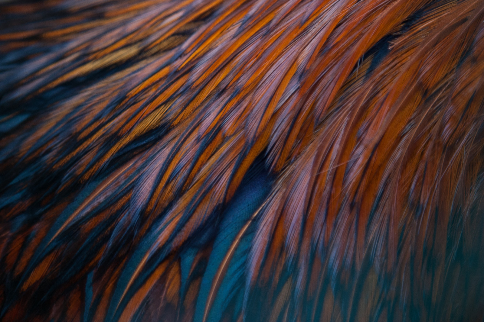 plumas, textura, pájaro