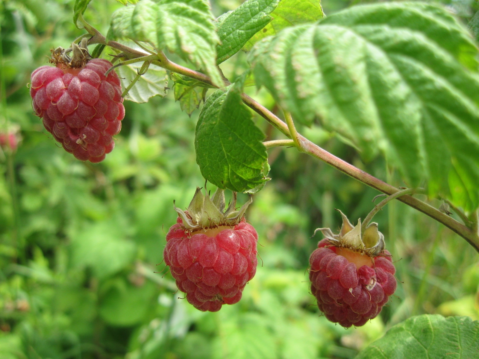 Gambar Raspberry