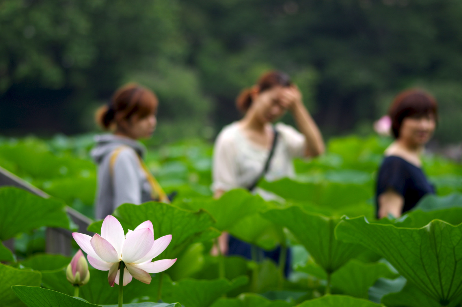 แสงแดด, คน, สวน, ธรรมชาติ, หญ้า, ฟิลด์, แมโคร, สีเขียว, ฤดูร้อน, เบ่งบาน, ป่า, โลตัส, Pentax, ใบไม้, ดอกไม้, ปลูก, พืช, กลีบดอก, เกษตรกรรม, ทุ่งหญ้า, ชิบะ, sigma, pentaxart, ดอกไม้ป่า, สนามหญ้า, เขตชนบท, ถิ่นที่อยู่, พฤกษศาสตร์, โรงงานที่ดิน, พืชดอก
