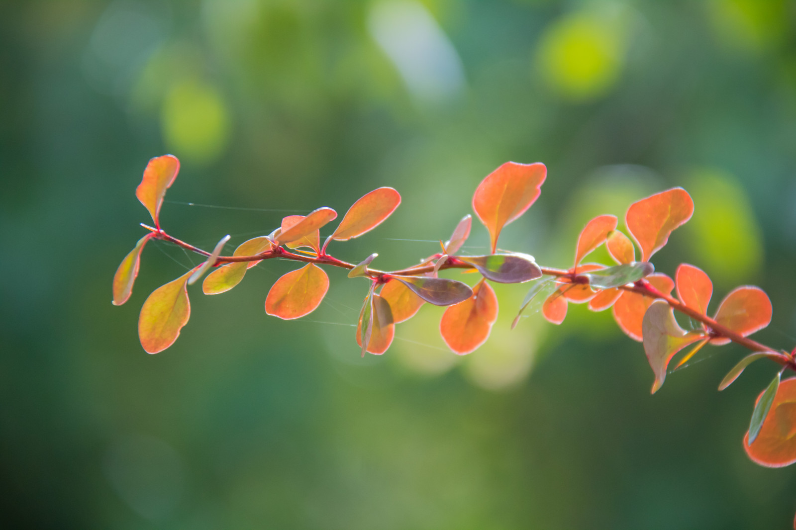 slunečnímu záření, zahrada, Příroda, park, fotografování, větev, zelená, žlutý, květ, strom, podzim, list, květ, rostlina, sezóna, flóra, pupen, h st, exif modelu canoneos760d, geocountry, Kamera aby kánon, geocity, Model fotoaparátu canoneos760d, geostate, geolocation, EXIF čočka efs18200mmf3556is, EXIF otvor 56, exif focallength 200mm, exif aby kánon, Alnarp, exif isospeed 800, okvětní lístek, větvička, botanika, suchozemská rostlina, dřevina, zblízka, keř, makro fotografie, závod stonek