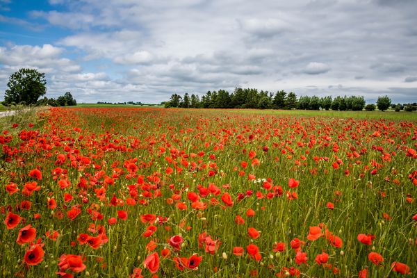 flower,field,sky,wildflower,ecosystem,meadow
