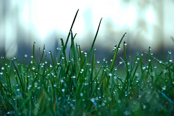 sunlight,water,nature,grass,field,green