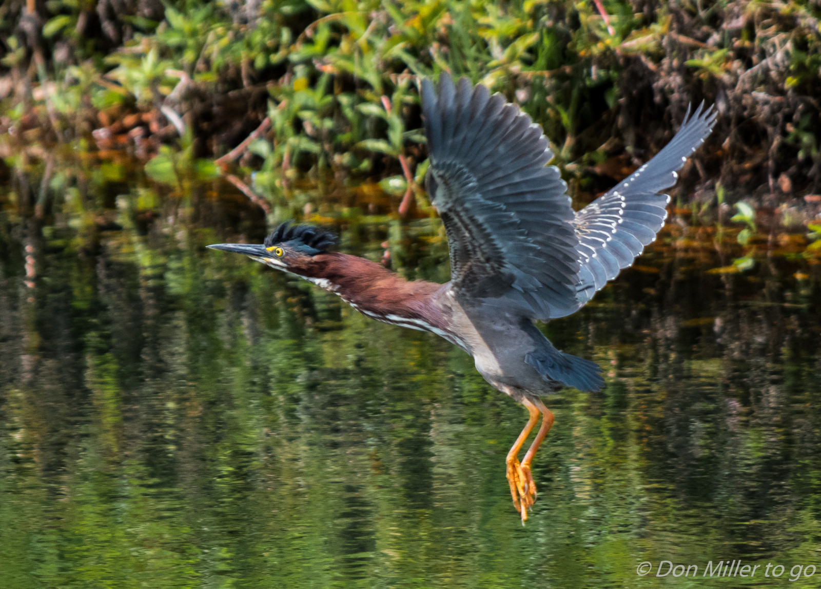 ptactvo, Příroda, venku, Volně žijících živočichů, zobák, Florida, mokřadní, pták, pozorování ptáků, venicerookery, onawalk, hnízdiště ptáků, volavka, D5500, wildflorida, křídlo, fauna, obratlovců, vodní pták