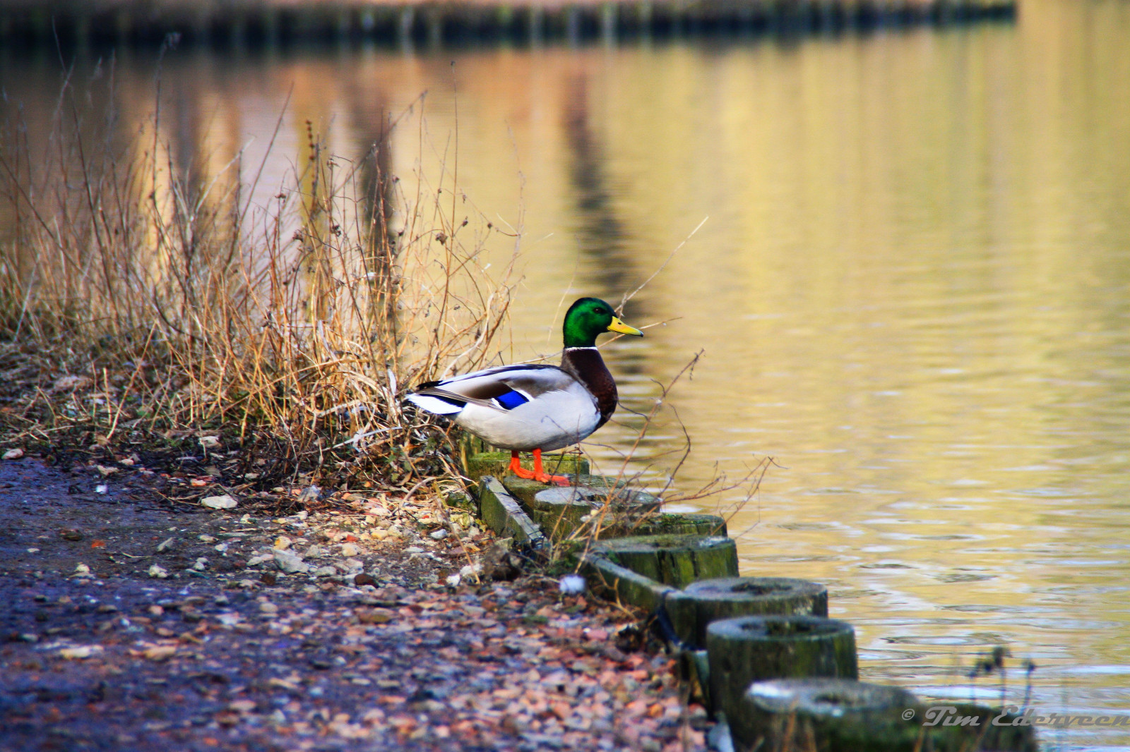 sø, vand, natur, afspejling, vinter, dyreliv, Holland, and, Dam, 2015, gråand, Limburg, fugl, ænder, jord, nederland, fauna, tim, vandfugle, vand fugl, ducks gæs og svaner, zuid, Ederveen, Kerkrade, cranenweyer