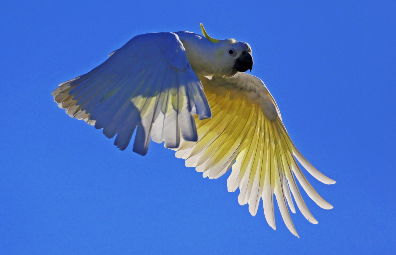fugl, næb, fauna, papegøje, fælles kæledyr parakit, vinge, ara, fjer, parakit, himmel, dyreliv, hale, perico