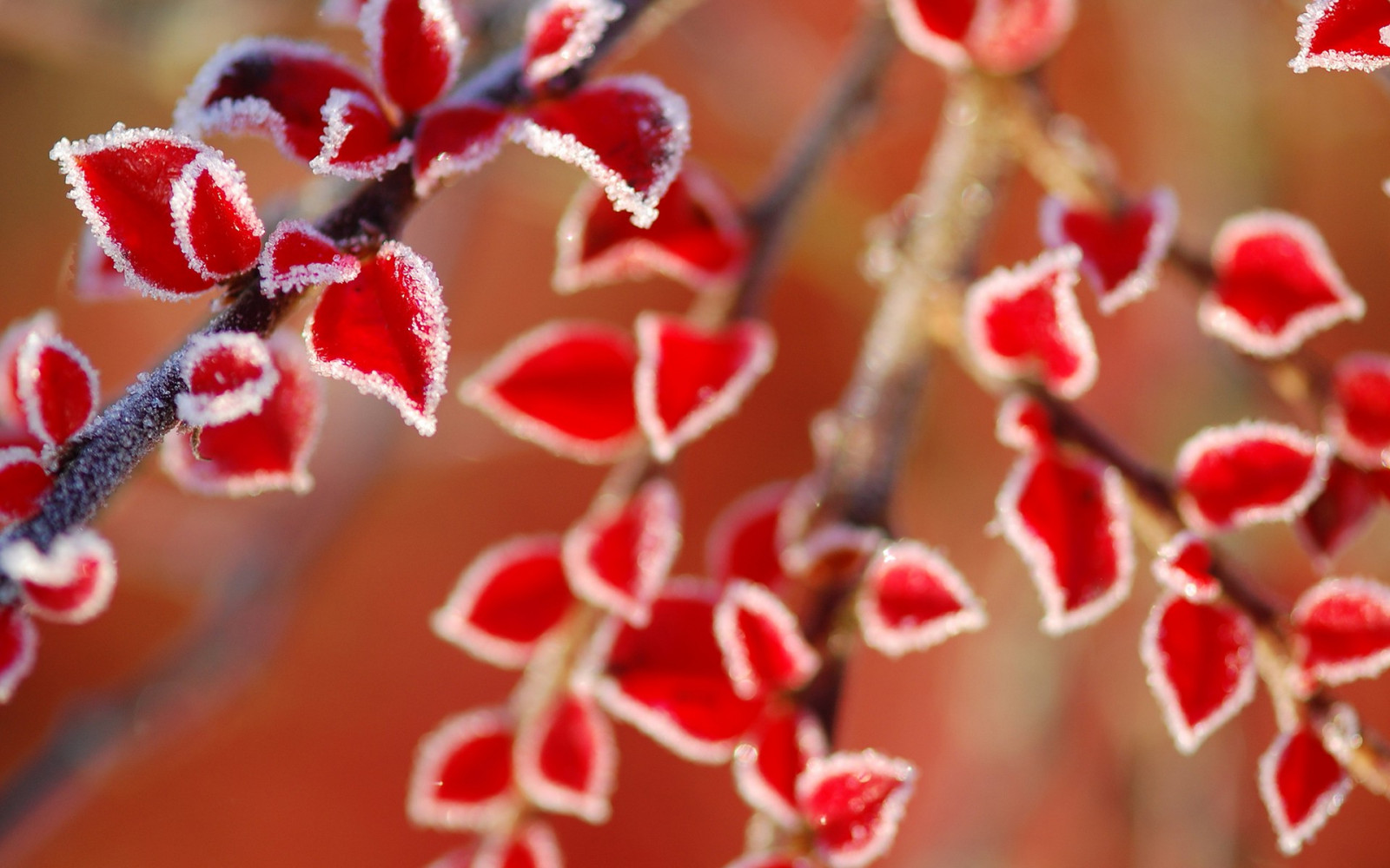 listy, jídlo, Příroda, Červené, větev, mráz, květ, Vánoce, Valentýn, barva, list, květ, rostlina, flóra, okvětní lístek, 1920x1200 px, sladkost, vyrobit, zblízka, makro fotografie, příchuť