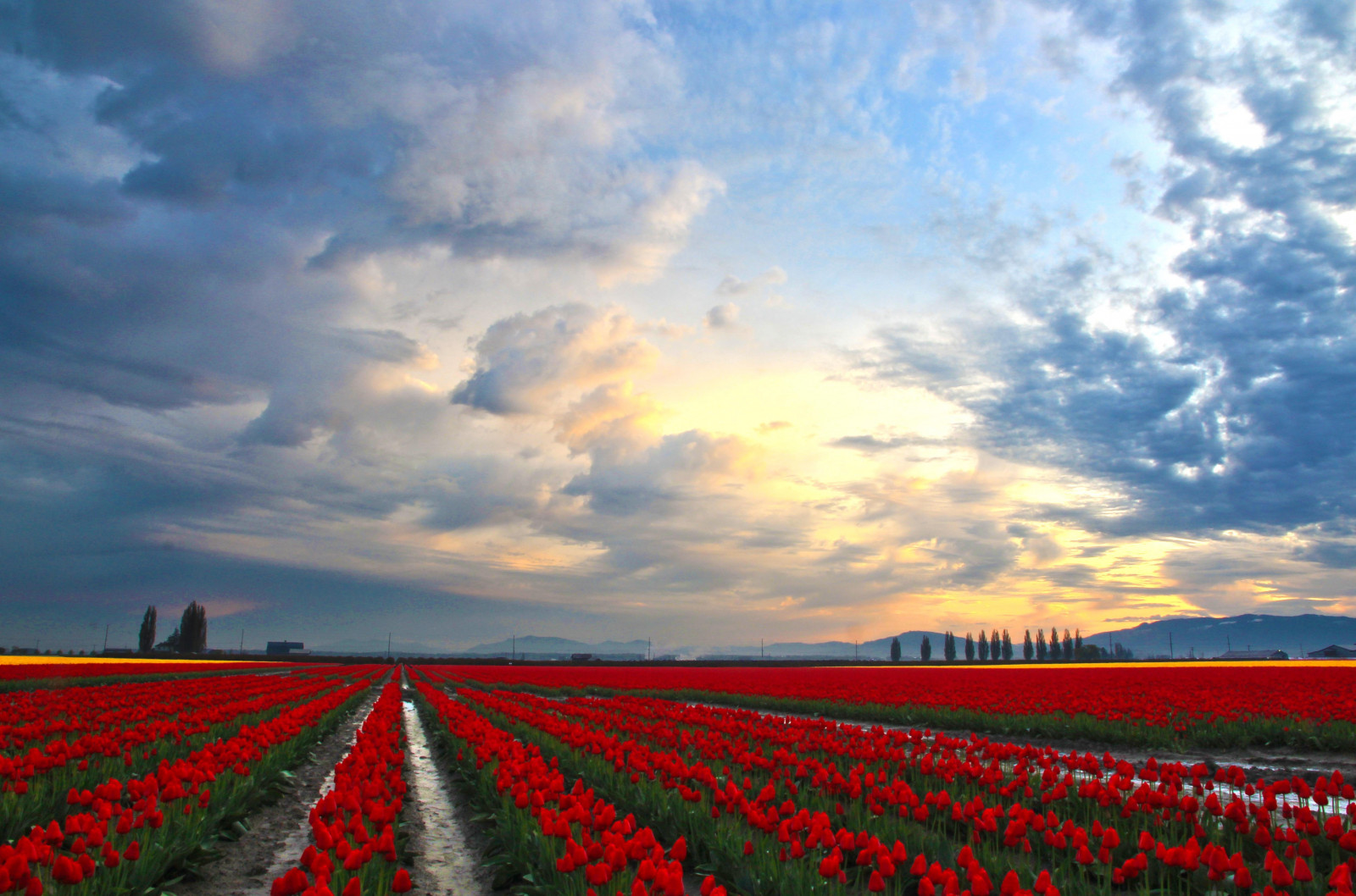 5034x3330 px, champ, des champs, fleur, fleurs, tulipe, Tulipes